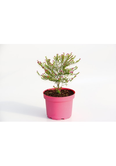 Cennet Çiçeği 3 Adet - Pembe Saksıda