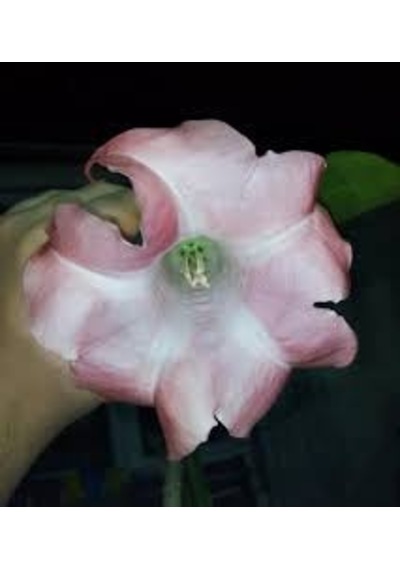 20 Adet Tohum Nadir Bulunan Angel Pembe Trumpet Çiçeği Tohumu Bal