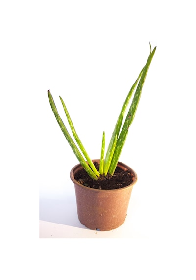 Aloe Vera Bitkisi Sarısabır Cilt Için Uygun Jel Aleovera 8 Cm Orta Boy Saksıda