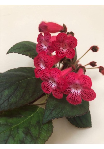 Özel Tür Ni's Kiira Kohleria Japon Küpelisi Çiçeği Fidesi Mini Pot