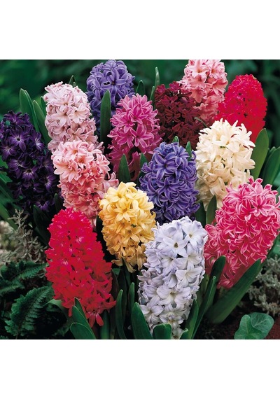 Hyacinthus Karışık Mix Sümbül Soğanı 10 Adet