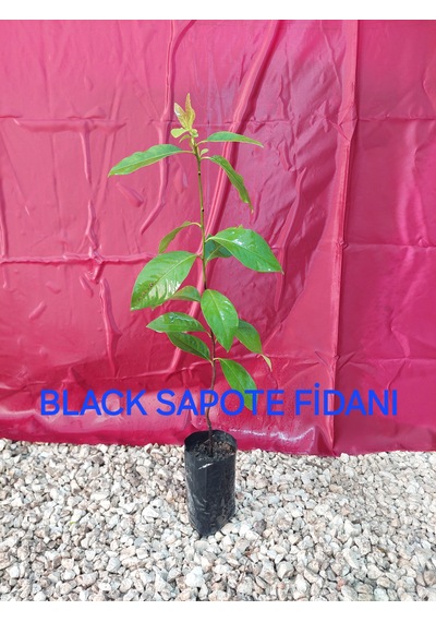 Black Sapote 3 Yaş 35 Cm