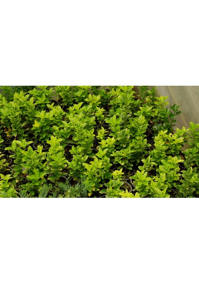 Taflan Fidanı - Canlı Bahçe Bitkisi 30-50cm 5 Adet