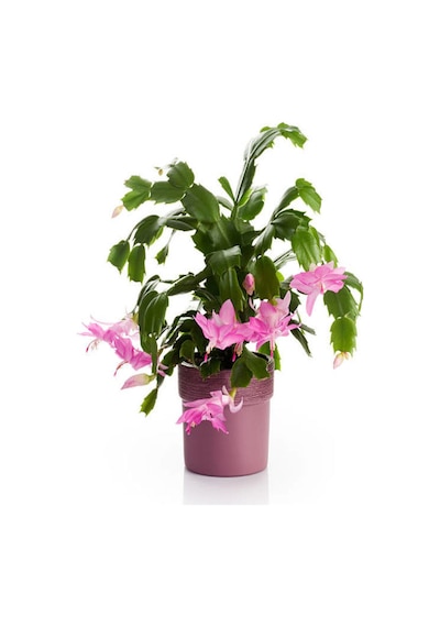 Videolu Pembe Yılbaşı Çiçeği Kaktüs 1 Adet Saksılı 10-20cm Iç Mekan Bitkisi Schlumbergera Purple