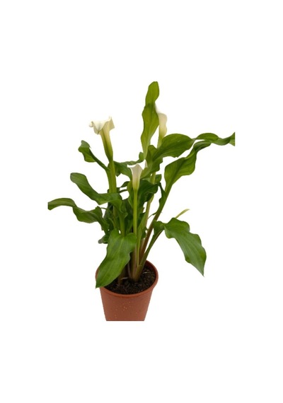 Beyaz Gala Çiçeği Fidanı Beyaz 10-20 Cm