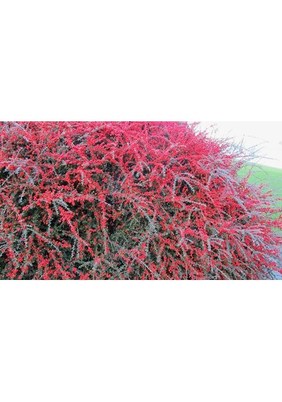 Cotoneaster Horizontalis 10 Adet - Yayılıcı Dağ Muşmulası
