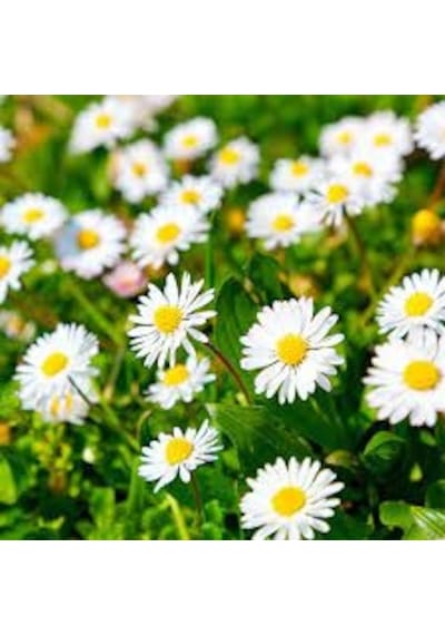 50 Adet Tohum Organik Hobi Bahçe Beyaz Papatya Çiçeği Tohumu Saks