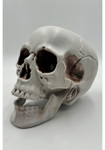 Halloween İskelet Kafa Beyaz Büyük 15 Cm Tüm Yaşlar