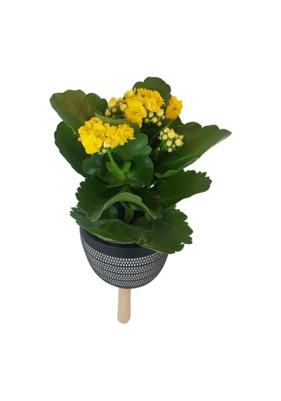 Sarı Kalanşo Siyah Damla Saksıda Kalanchoe