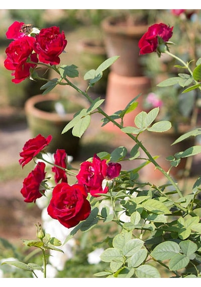 Yediveren Kırmızı Renkli 40 60 Cm 1 Adet Saksılı Aşılı Gül Fidesi Red Rose