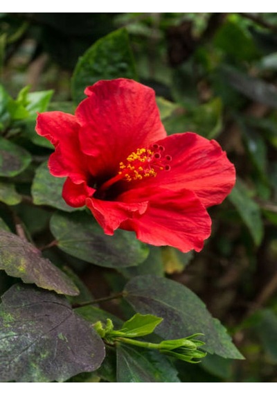 Videolu Kırmızı Japon Gülü Çiçeği Fidanı 1 Adet Saksılı/ Tüplü 40-45 Cm Japanese Camellia