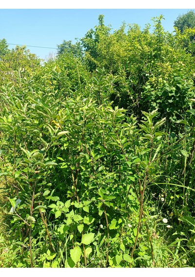 Yeşil Deniz Fidancılık Tüplü Yeşil Elma Fidanı 100-150 Cm