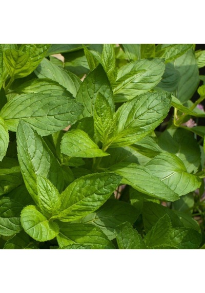 Nane Tohumu Yerli Mentha 100 Adet N112934