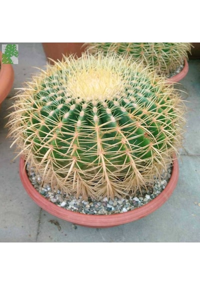 Altın Fıçı Kaktüsü – Echinocactus Grusonii 20-30 cm