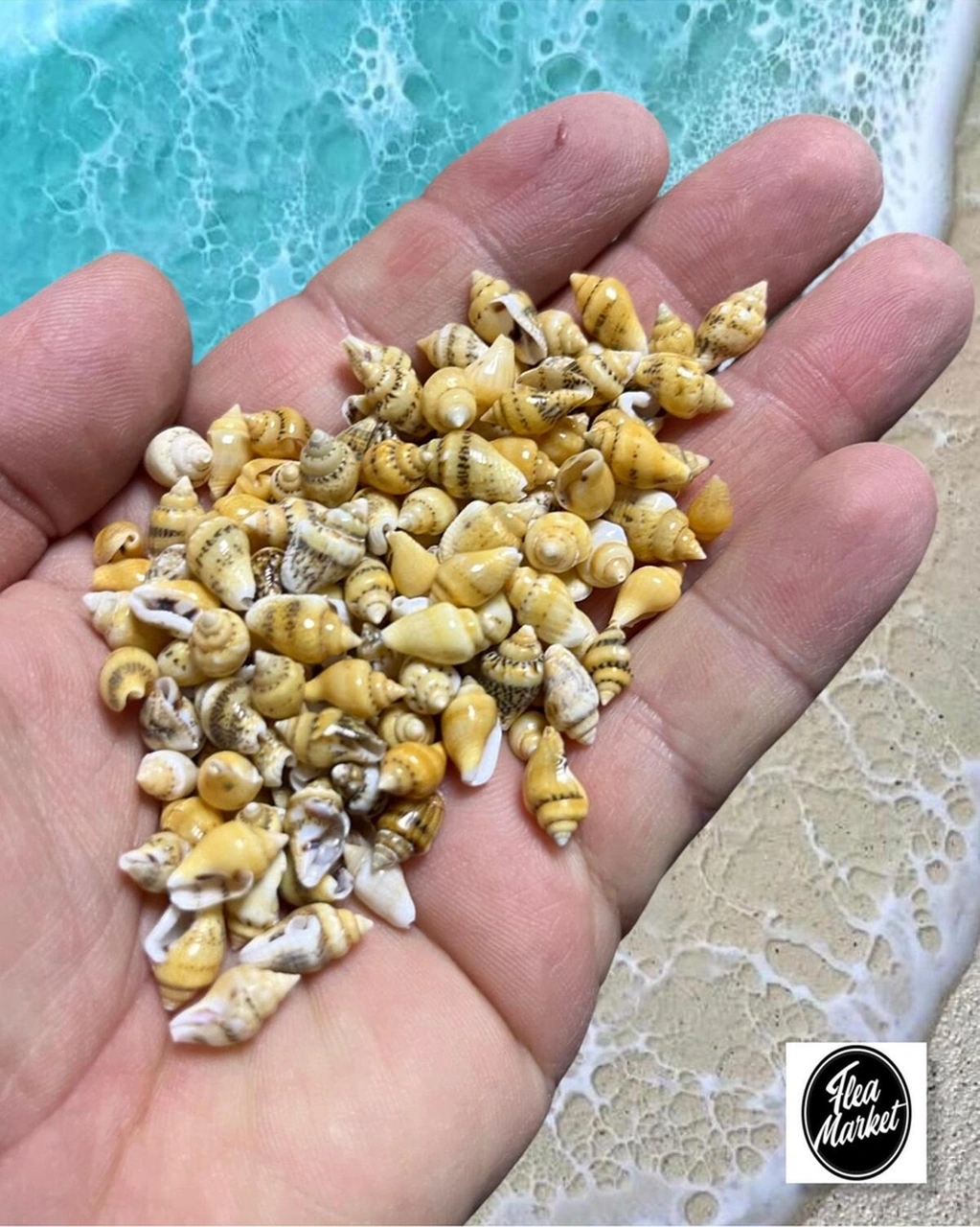 Gerçek Deniz Kabuğu - Soft Yellow Nassa - 100 Adet