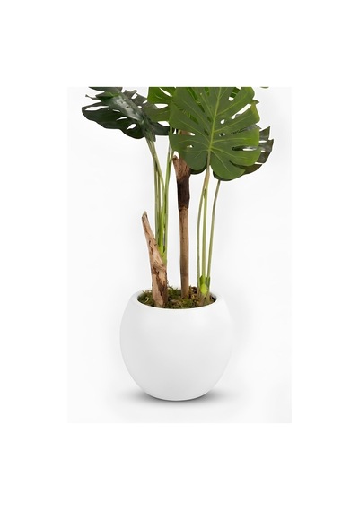 Cihan Çiçekçilik Monstera Ağacı 170cm Beyaz Küre Saksı