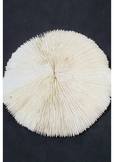 Mantar Mercan Dekoratif Parça Mushroom Coral 9dm