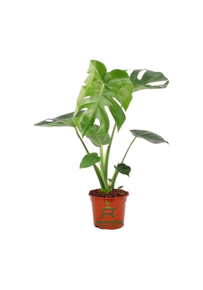 Saksılı Formlu Deve Tabanı Çiçeği Monstera Deliciosa 30-60cm