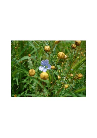 Keten Tohumu Linum Usitatissimum 250 Gram - 939186409