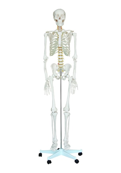 ECE İnsan İskeleti Modeli 180cm Tekerlekli Kaide
