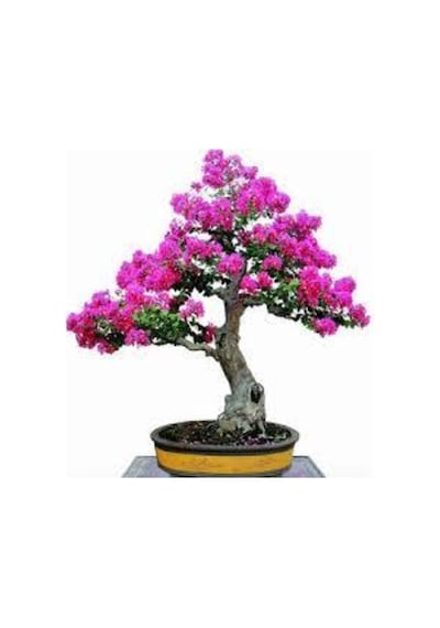 10 Adet Tohum Bodur Pembe Erguvan Bonzai Ağac Ekim Seti Saksı Toprak Süpriz Hediye Bonsai Tohumu
