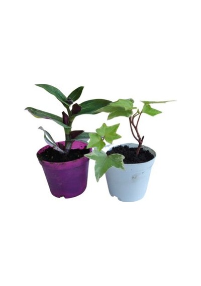 2'li Mini Set 1 Adet Telgraf Çiçeği+1 Adet Hedara Helix Sarmaşığı