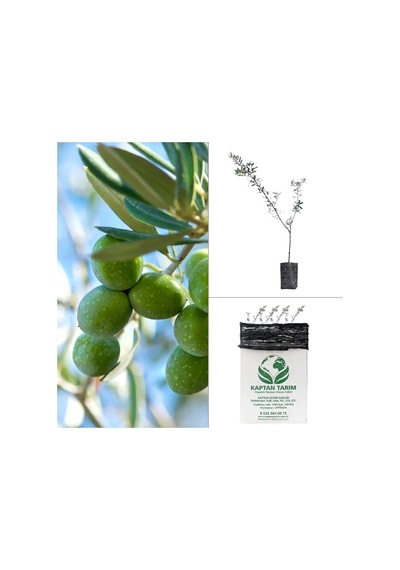 Storeşahin 2 Yaş Aşılı Gemlik Zeytin Fidanı 5 Adet Shn0720