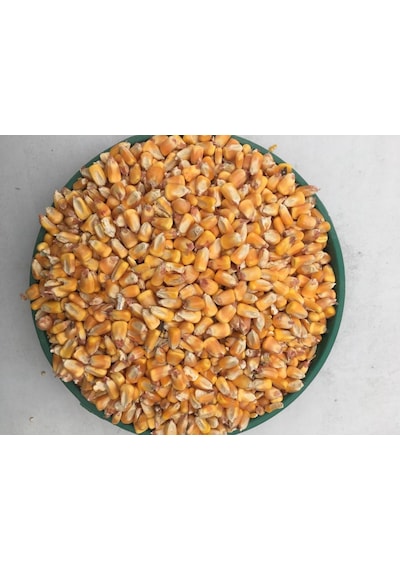 Tane Mısır 5 Kg Tüm Mısır Yemlik Mısır Hayvan Yemi