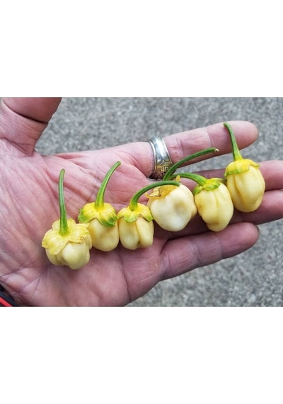 20 Adet White Biber Tohumu