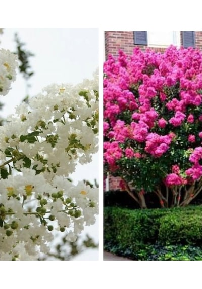 Beyaz Pembe Oya Ağacı Fidanı 2li Set Saksılı 60 Cm 80 Cm Soğuğa Dayanıklı Ağaç
