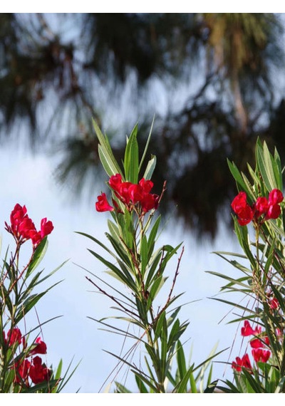 Videolu Zakkum Çiçegi Kırmızı Renk 70 100 Cm 1 Adet Tüplü Zakkum Fidanı Red Oleander