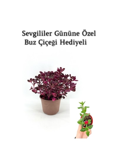 Sevgililer Gününe Özel Çingene Şalvarı İresine Herbtis Bitkisi Buz Çiçeği Hediyeli