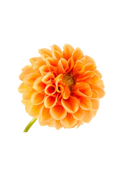 50 Adet Dahlia Çicek Tohumu 10 Adet Gül Tohumu N117481