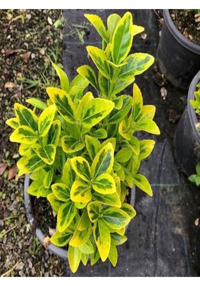 Videolu 1 Adet Alacalı Taflan Çiçeği Fidanı 40-60cm Saksılı Spirea