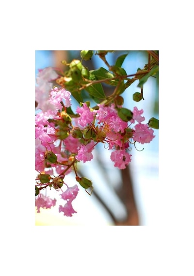Pembe Oya Lagerstroemia Fidanı 10-20 Cm