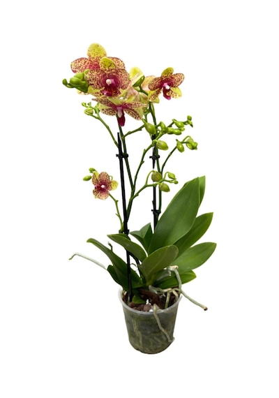 Phalaenopsis 'wild Geel' Sarı Orkide Ø12 Cm 45-50 Cm