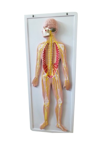 Sinir Sistemi Modeli 62Cm X 42Cm