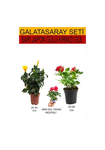 2'li Takım Seti Sarı Japon Gülü+kırmızı Gül+hediyelik Pembe Gül Fidanı