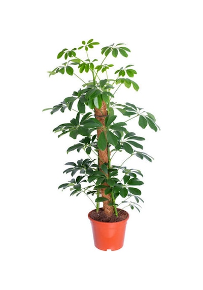 Videolu Şeflera Bitkisi 50 80 Cm 1 Adet Saksılı Iç Mekan Bitkisi Schefflera