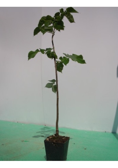 Ihlamur (Tillia Tomentosa) Fidanı  2 Adet