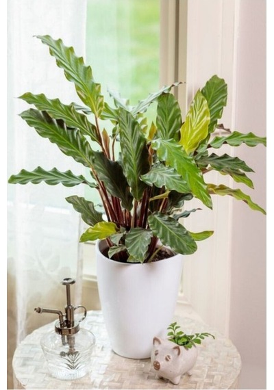 Calathea Rufibarba Wavestar - Kalatya Dua Çiçeği 10-20 Cm