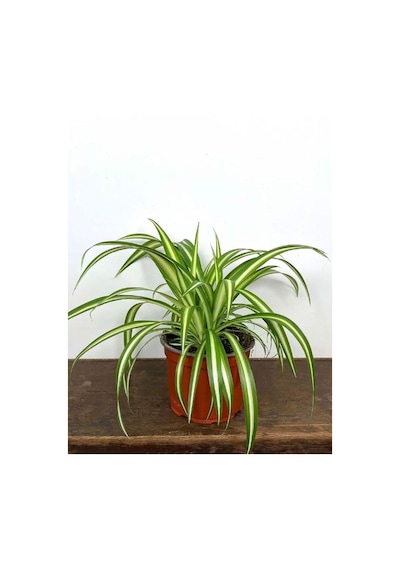 Kurdele Çiçeği 1 Adet Saksılı Chlorophytum Comosum Salon Çiçeği