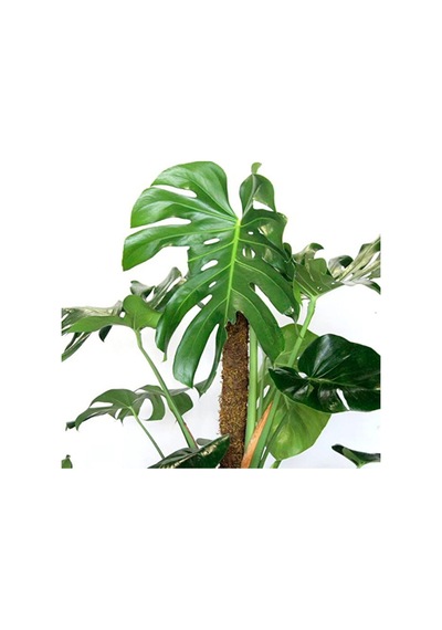 Monstera Yosun Gövdeli 2 Adet Deve Tabanı 80-100 Cm 2452