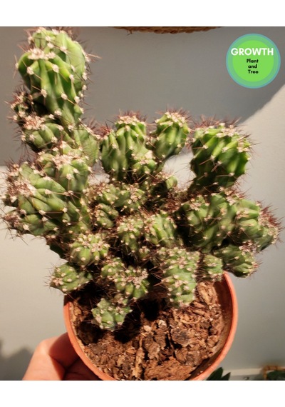 Cereus Repandus 1 Adet