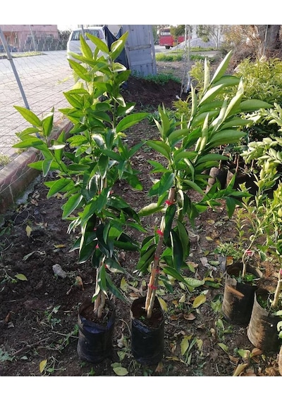 3 Yaş Aşılı Kokulu King Mandalina Fidanı. Torbada