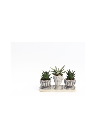 Trio Helen Gri Sukulent Seti - Haworthia Limifolia. Gasteria