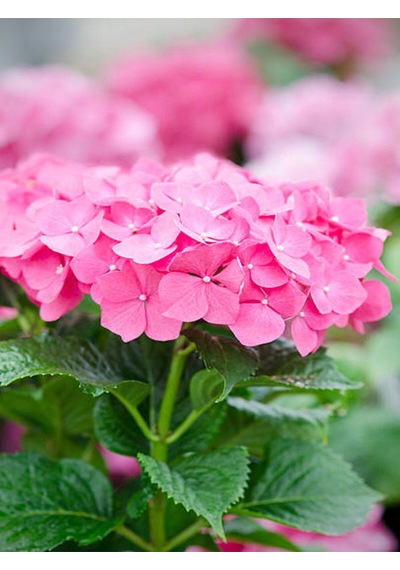 Videolu 1 Adet Pembe Ortanca Çiçeği Fidanı 30-40 Cm Tüplü Çiçekli Bodur Bitkiler Hydrangea