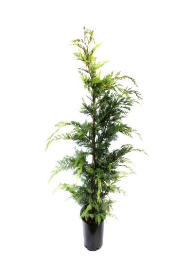 Videolu Leylandii Melez Servi Fidanı 1 Adet Saksılı/ Tüplü 30-50 Cm Leylandii Cedar
