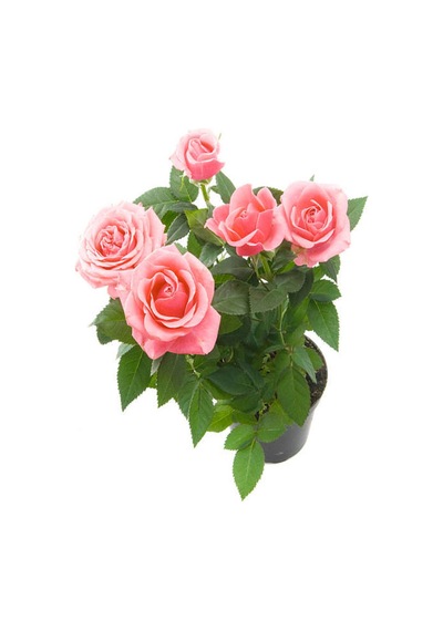 Videolu Sarmaşık Gül Fidanı Kokulu Açık Pembe 80 140 Cm Saksılı Aşılı Gül Pink Rose