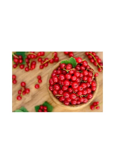 Koyu Kırmızı Frenk Üzümü Fidanı 10-20 Cm
